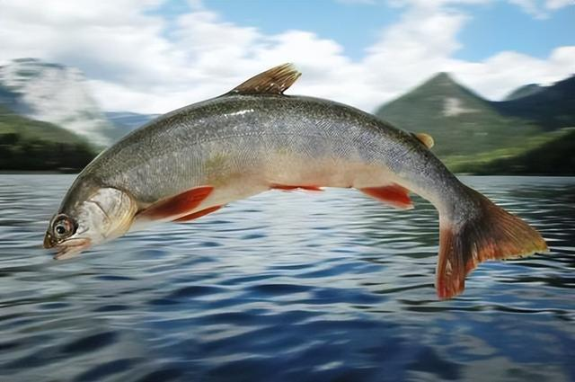 Bag-And-Ship-Live-Fish